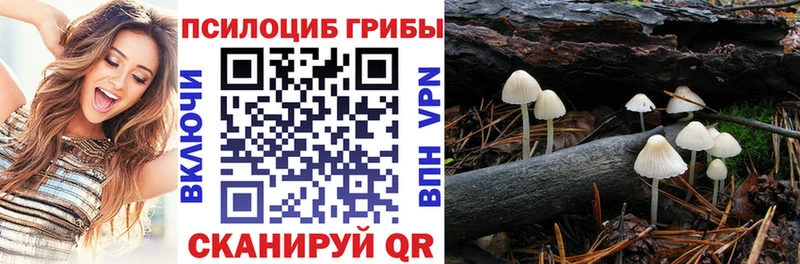 kraken вход  наркота  Курганинск  Псилоцибиновые грибы GOLDEN TEACHER 